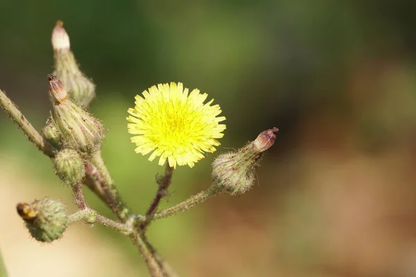 Nahaufnahme Schöner Blühender Blumen — Stockfoto