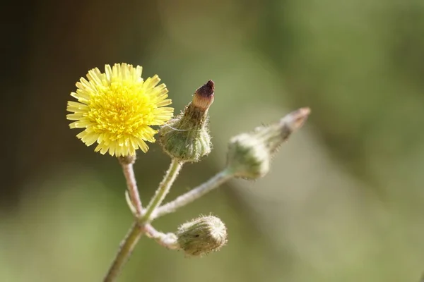 Nahaufnahme Schöner Blühender Blumen — Stockfoto