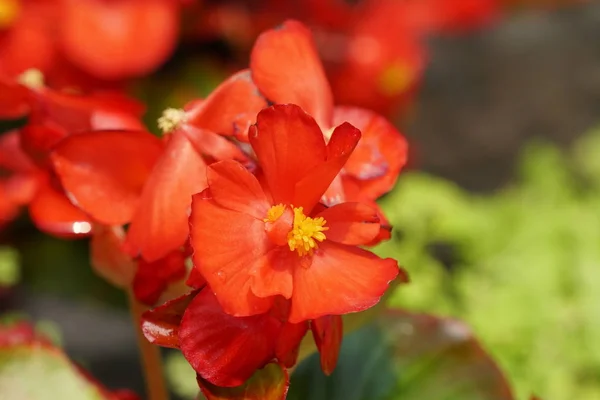 Close Shot Beautiful Blossoming Flowers — Stock Photo, Image