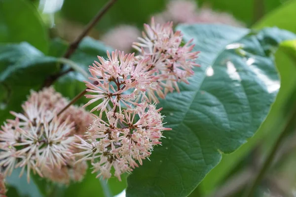 Nahaufnahme Schöner Blühender Blumen — Stockfoto