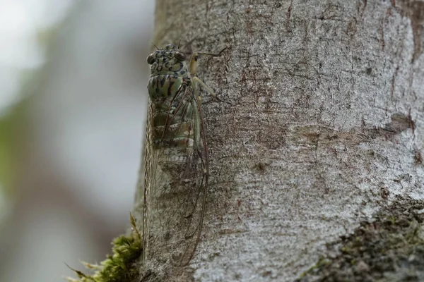 Gros Plan Mouche Cigale Sur Écorce Essai — Photo