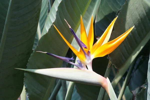 Nahaufnahme Einer Schönen Blühenden Blume — Stockfoto