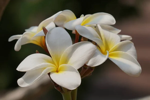 美しい花のクローズアップショット — ストック写真