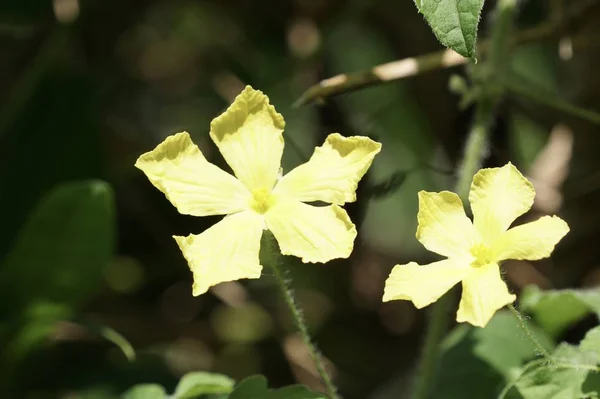 Primer Plano Hermosas Flores Flor — Foto de Stock