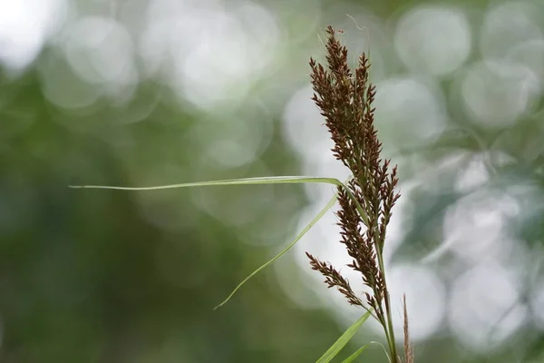 Primo Piano Colpo Bellissimo Sfondo Naturale — Foto Stock