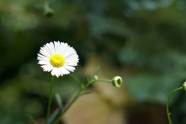 Gros Plan Belle Fleur Fleurs — Photo