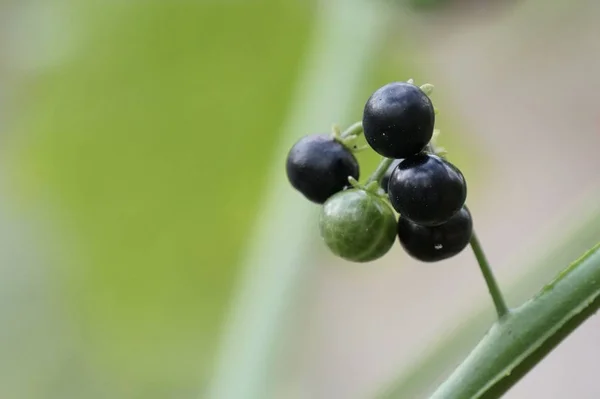 Close Shot Fresh Exotic Fruits Ripening Branch — Stock Photo, Image