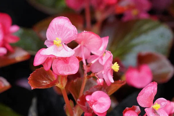 Close Shot Van Prachtige Bloeiende Bloemen — Stockfoto