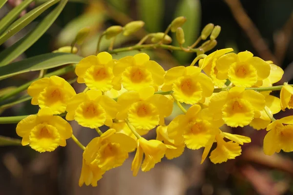 Närbild Skott Vackra Blommande Blommor — Stockfoto