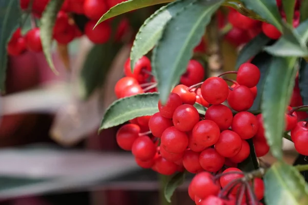 Närbild Skott Färska Exotiska Frukter Mognad Gren — Stockfoto