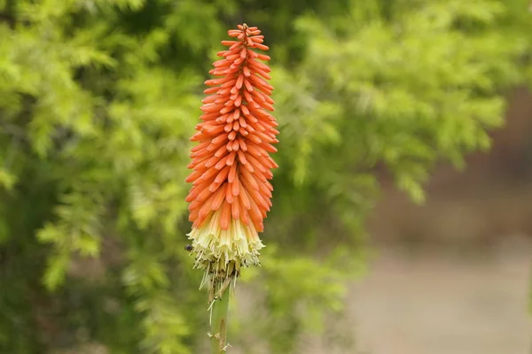 Närbild Skott Vackra Blommande Blommor — Stockfoto