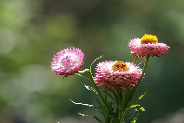 Primo Piano Colpo Bei Fiori Fiore — Foto Stock