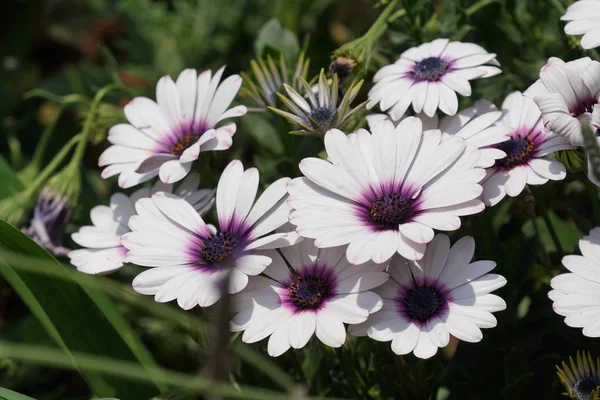 Primo Piano Colpo Bei Fiori Fiore — Foto Stock