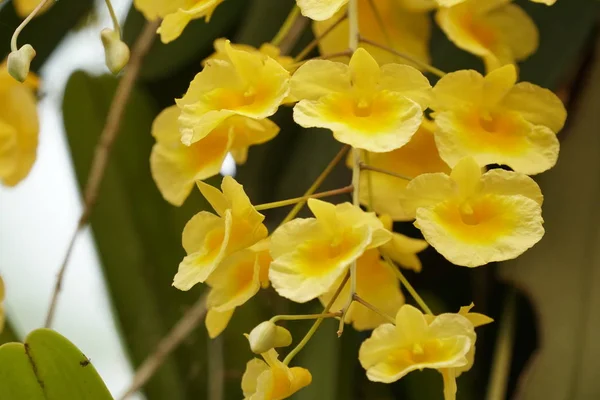 Close Tiro Belas Flores Florescentes — Fotografia de Stock