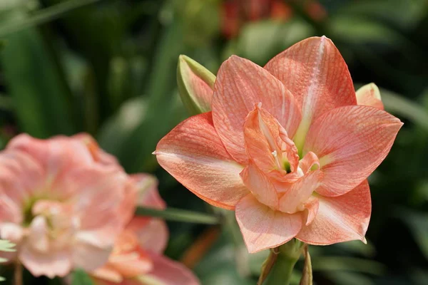 Närbild Skott Vackra Blommande Blommor — Stockfoto