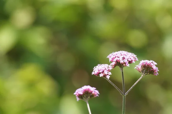 Close Shot Beautiful Blossoming Flowers — Stock Photo, Image