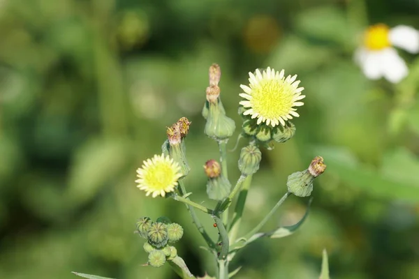 Nahaufnahme Schöner Blühender Blumen — Stockfoto