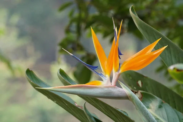 Gros Plan Belles Fleurs Fleurs — Photo