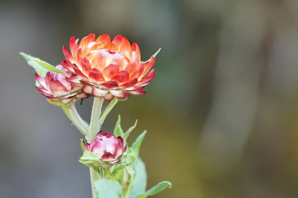 Primer Plano Hermosas Flores Flor — Foto de Stock