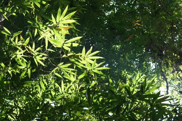 Close Shot Beautiful Blossoming Leaves — Stock Photo, Image