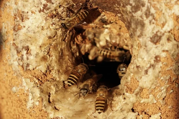 Крупным Планом Отверстие Пчелиного Улья Дереве — стоковое фото