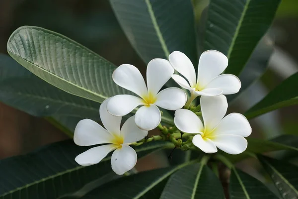 Close Shot Beautiful Blossoming Flowers Stock Picture