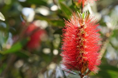 güzel çiçek açan çiçeklerin yakın çekim