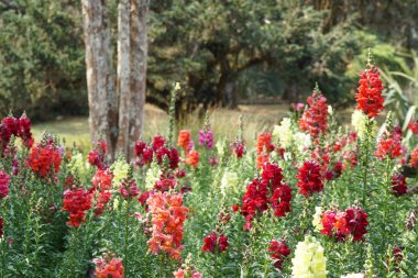 güzel çiçek açan çiçeklerin yakın çekim