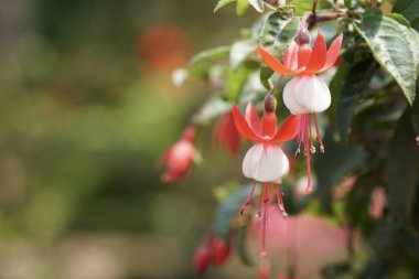 güzel çiçek açan çiçeklerin yakın çekim