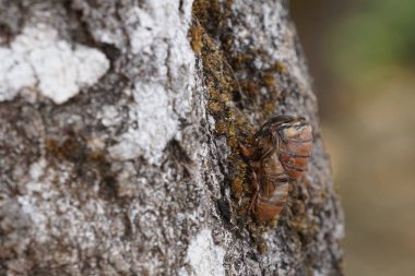 Ağustosböceğini yakından çek ve havla.