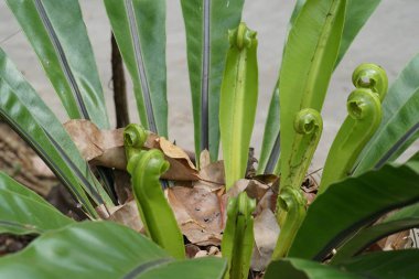 Çiçek açan yaprakların yakın plan çekimi.