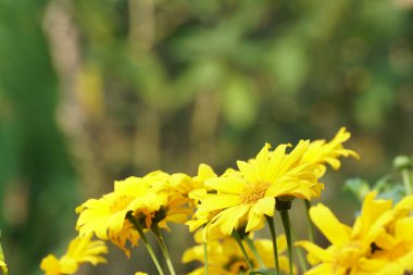 güzel çiçek açan çiçeklerin yakın çekim