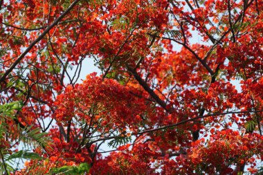 güzel çiçek açan çiçeklerin yakın çekim