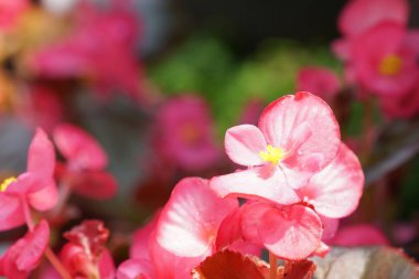 güzel çiçek açan çiçeklerin yakın çekim