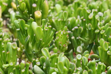 Teraryumdaki güzel sulu bitkinin yakın plan çekimi.