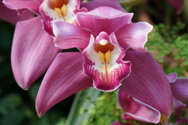 güzel çiçek açan çiçeklerin yakın çekim