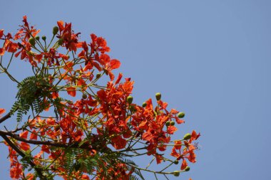 güzel çiçek açan çiçeklerin yakın çekim