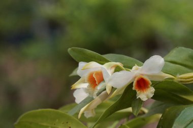 güzel çiçek açan çiçeklerin yakın çekim