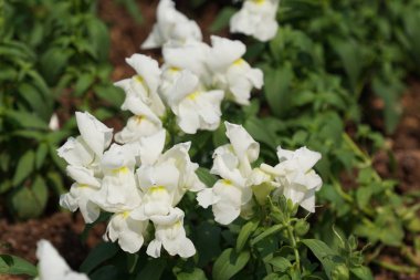 güzel çiçek açan çiçeklerin yakın çekim