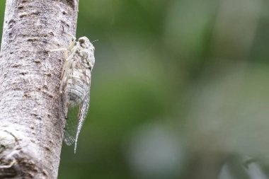 Ağustosböceğini yakından çek ve havla.