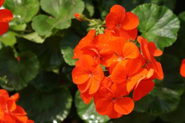 güzel çiçek açan çiçeklerin yakın çekim