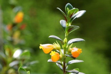 güzel çiçek açan çiçeklerin yakın çekim