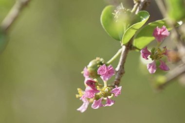 güzel çiçek açan çiçeklerin yakın çekim
