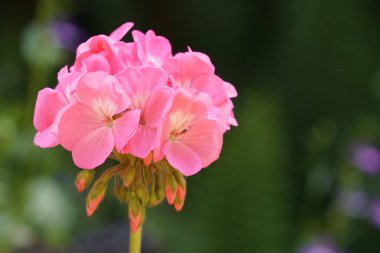 güzel çiçek açan çiçeklerin yakın çekim