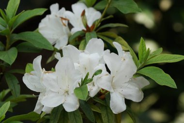 güzel çiçek açan çiçeklerin yakın çekim