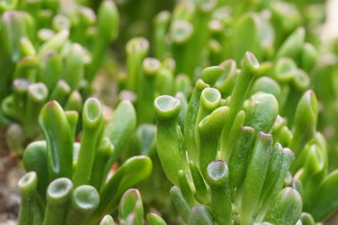 Teraryumdaki güzel sulu bitkinin yakın plan çekimi.