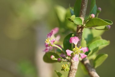 güzel çiçek açan çiçeklerin yakın çekim