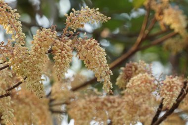 güzel çiçek açan çiçeklerin yakın çekim