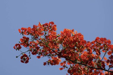 güzel çiçek açan çiçeklerin yakın çekim