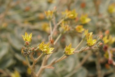 güzel çiçek açan çiçeklerin yakın çekim